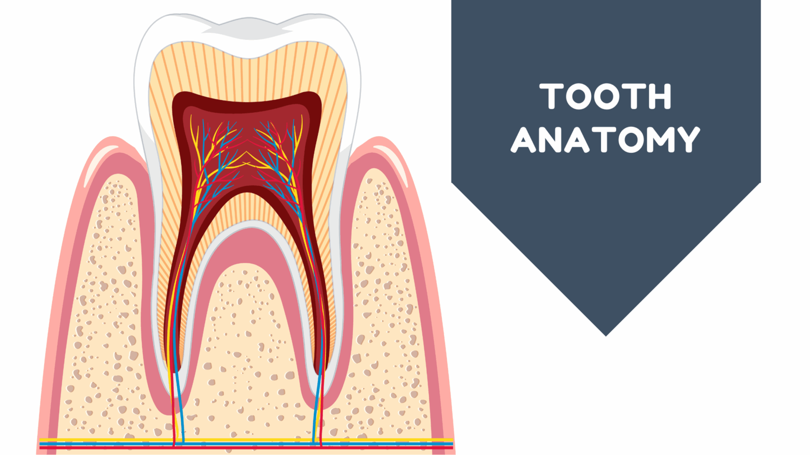 Exploring the Anatomy of Teeth and Gums Tooth Anatomy